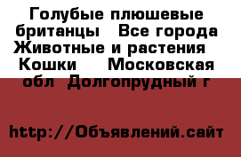 Голубые плюшевые британцы - Все города Животные и растения » Кошки   . Московская обл.,Долгопрудный г.